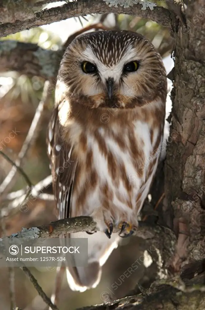 Canada, Saw-whet Owl (Aegolius acadicus) on branch