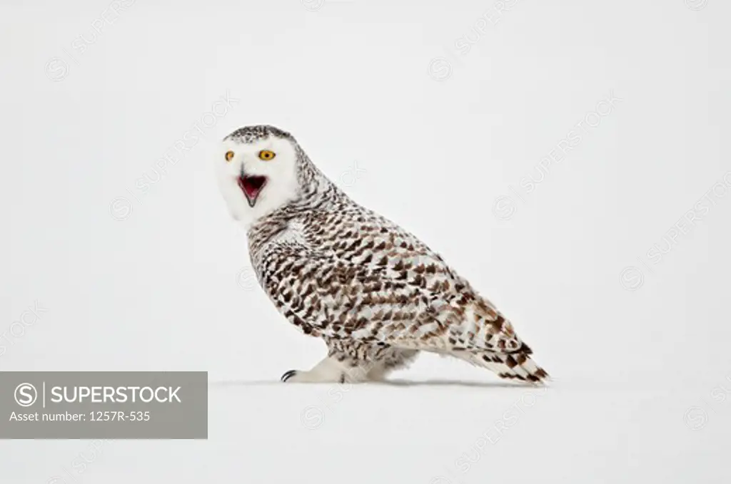 Canada, Quebec, Saint-Barthelemy, Ghost of the North, Snowy Owl (Nyctea scandiaca)