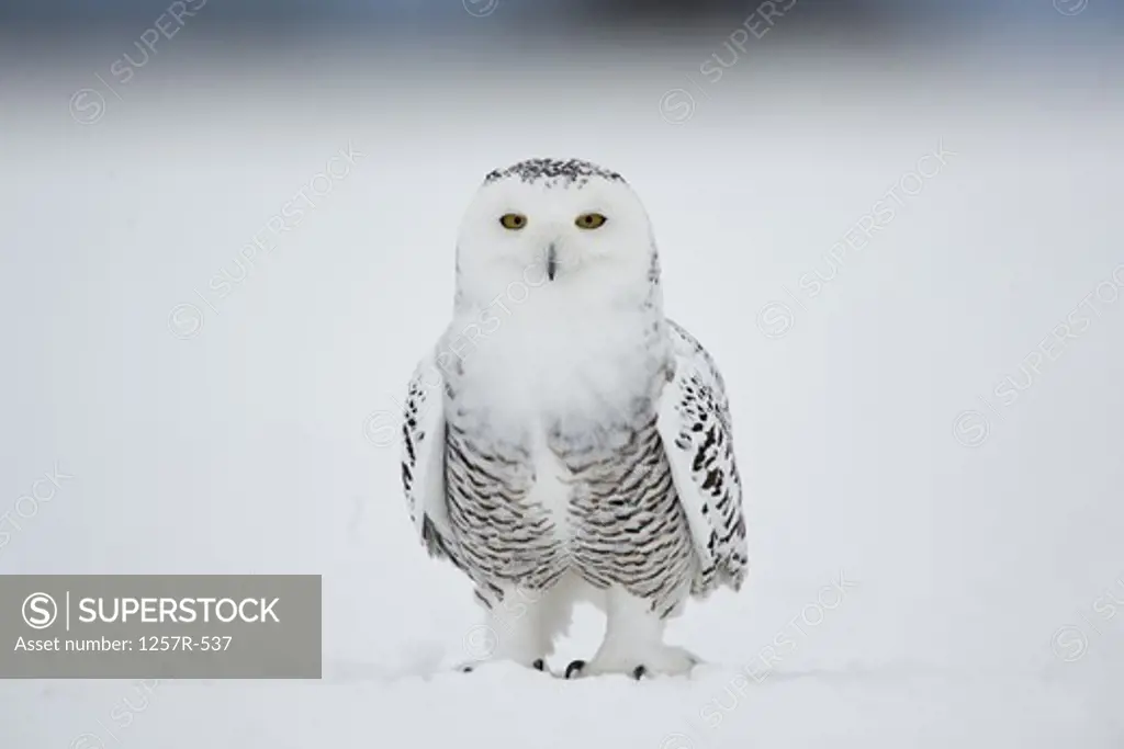 Canada, Quebec, Saint-Barthelemy, Ghost of the North, Snowy Owl (Nyctea scandiaca)
