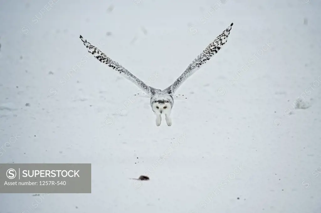 Canada, Quebec, Saint-Barthelemy, Ghost of the North, Snowy Owl (Nyctea scandiaca) catching prey