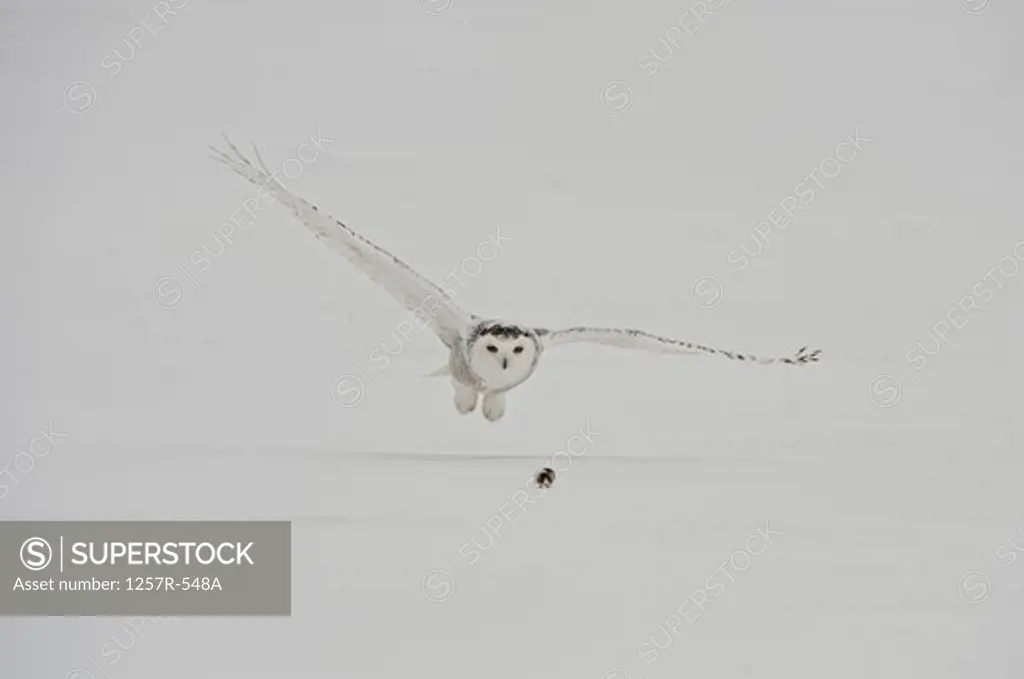Canada, Quebec, Saint-Barthelemy, Snowy Owl (Bubo scandiacus) hunting