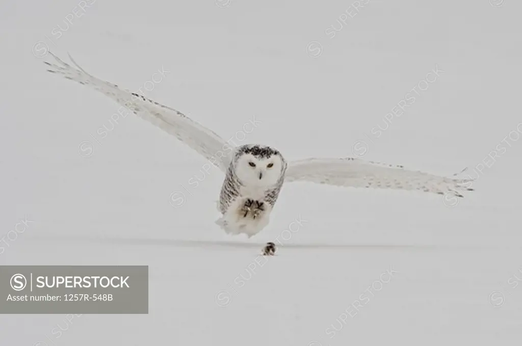 Canada, Quebec, Saint-Barthelemy, Snowy Owl (Bubo scandiacus) hunting