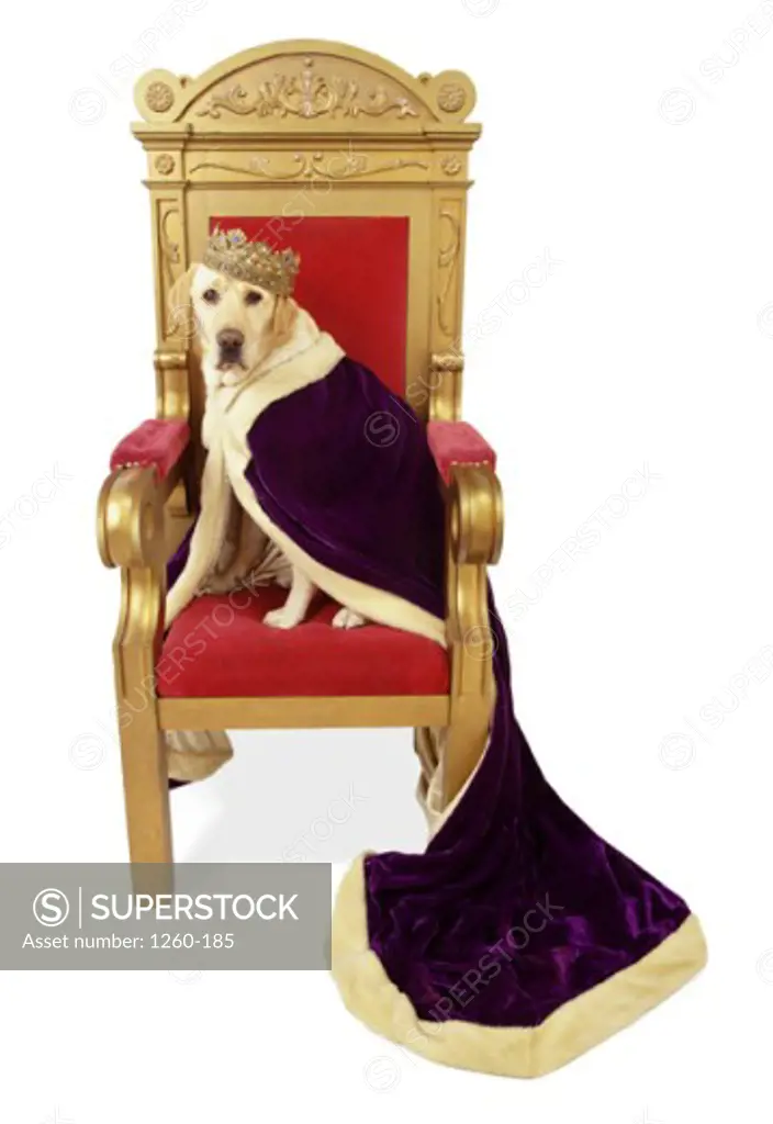 Golden Retriever sitting on a throne
