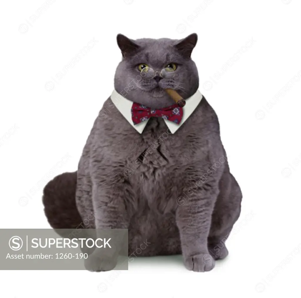 Close-up of a fat cat smoking a cigar wearing a bow tie and eye glasses