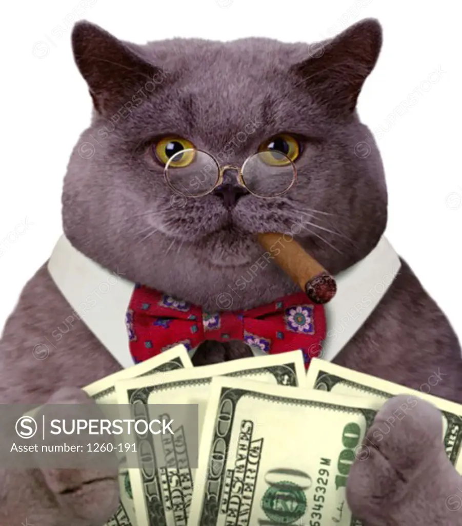Close-up of a fat cat smoking a cigar wearing a bow tie and eye glasses and holding bills of money