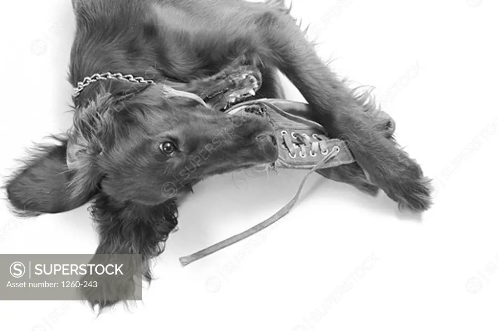 Dog lying down with a shoe in its mouth