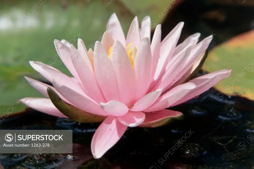 Close-up of a lotus