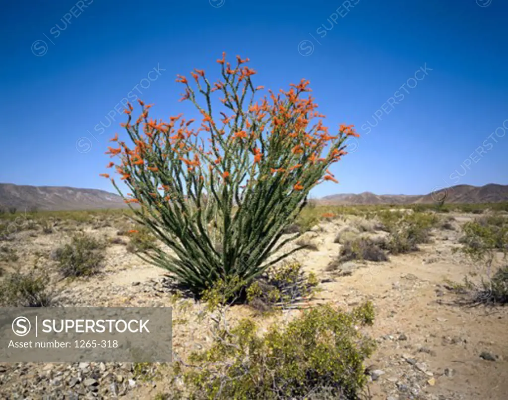 Ocotillo Cactus on a landscape, Joshua Tree National Park, California, USA