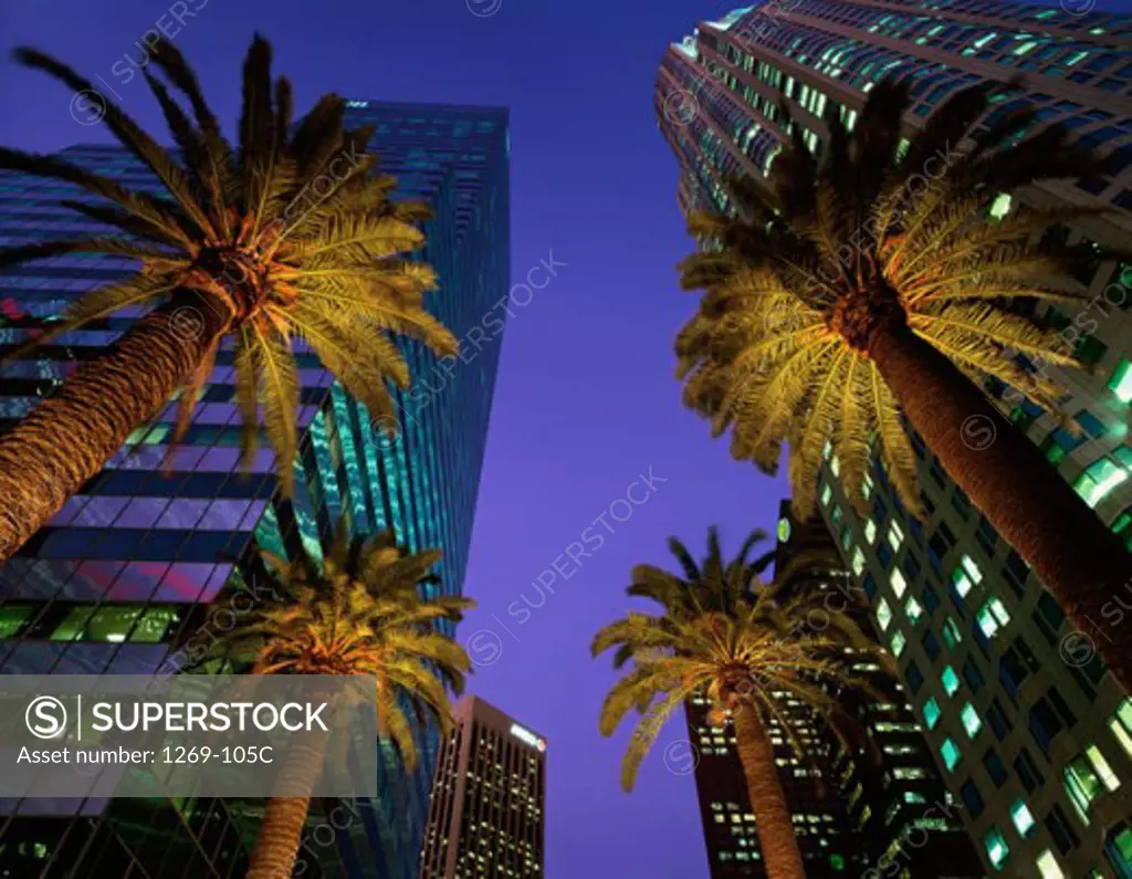 Low angle view of palm trees, Los Angeles, California, USA