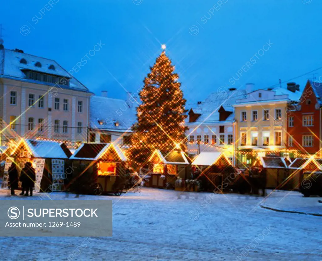 Christmas tree lit up at night, Tallinn, Estonia