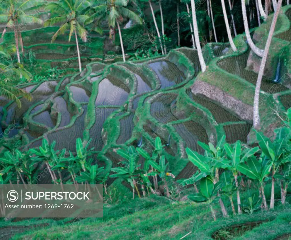 High angle view of rice fields, Bali, Indonesia