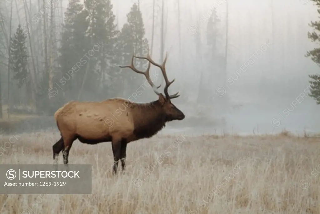 Side profile of an elk standing in a field, Yellowstone National Park, Wyoming, USA