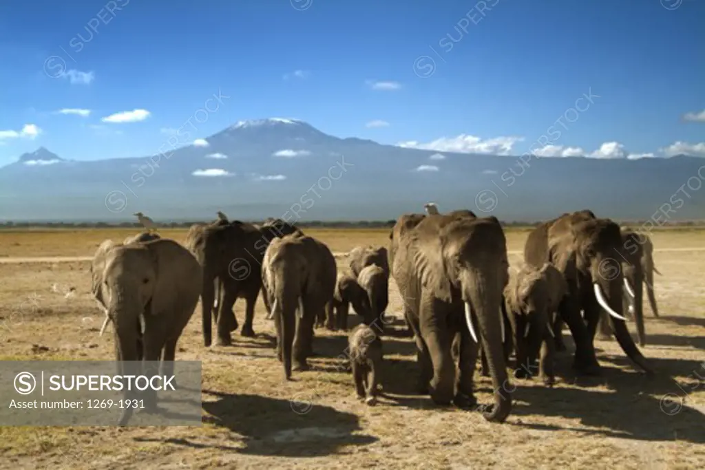 Group of African Elephants walking in a field, Amboseli National Park, Kenya (Loxodonta africana)