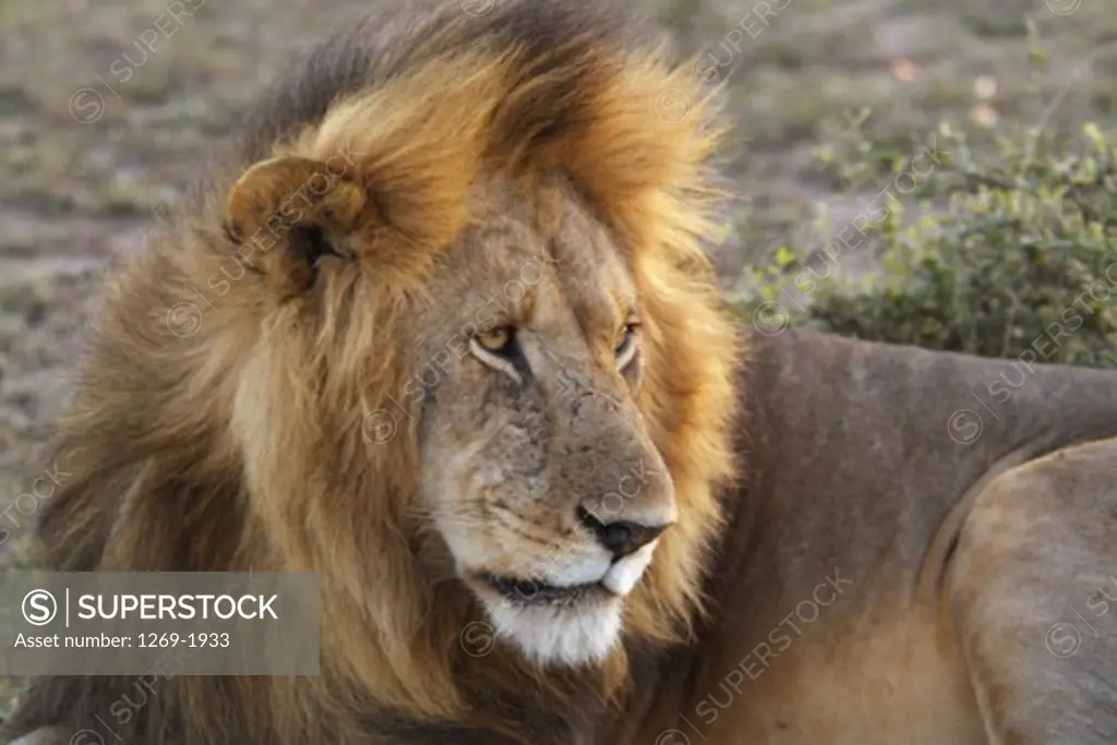 Close-up of a lion resting (Panthera leo)