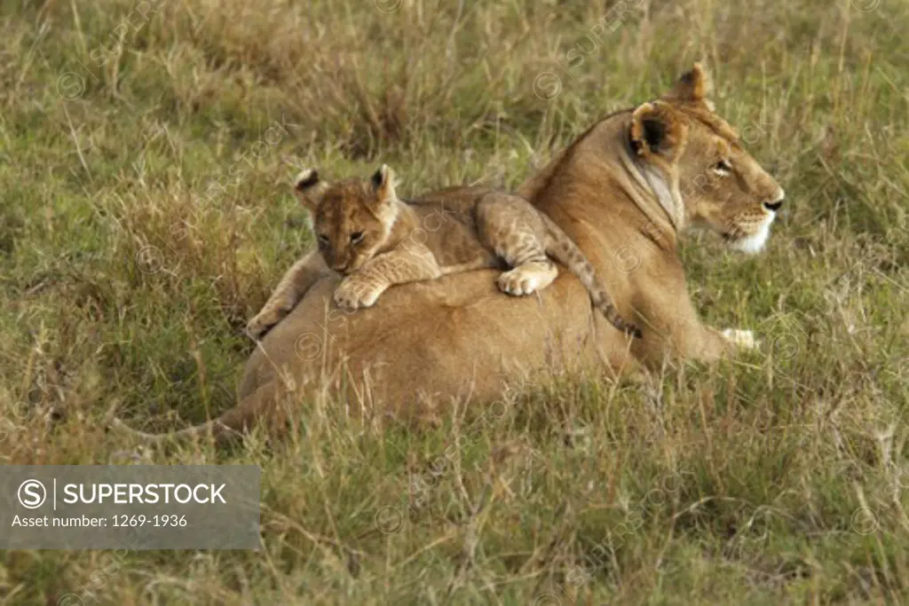 Cub playing on the back of a lioness (Panthera leo)