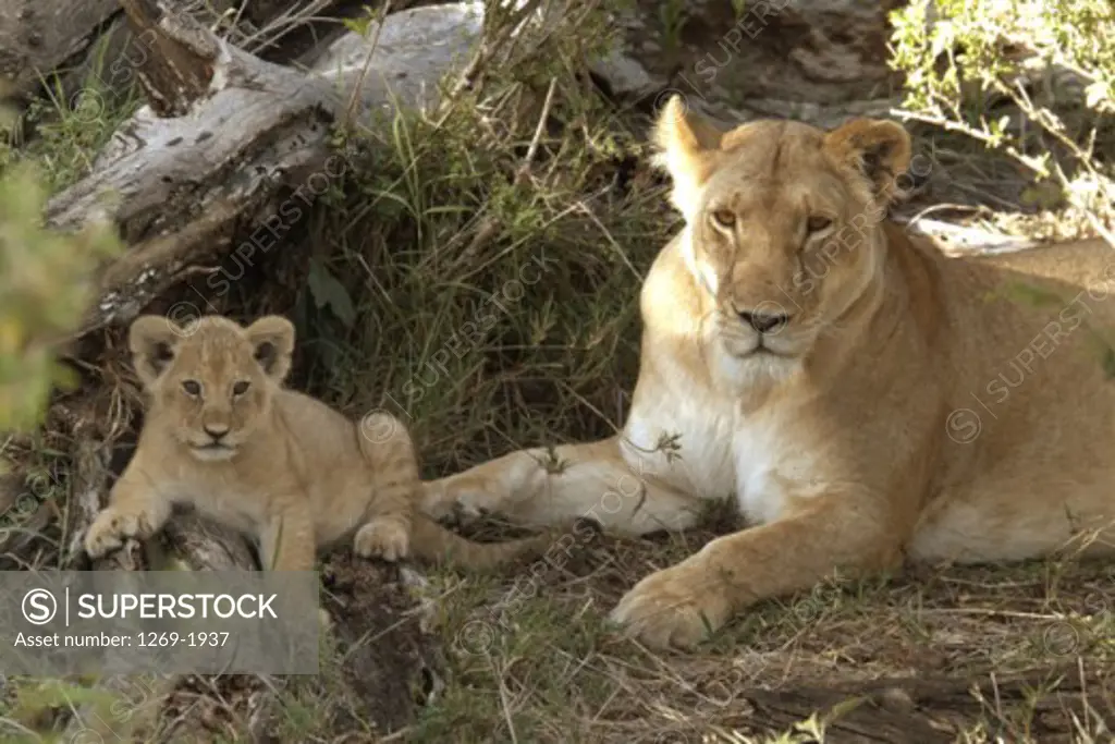 Portrait of a lioness resting with her cub (Panthera leo)
