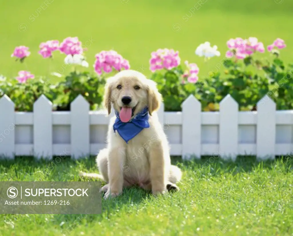 Portrait of a Golden Retriever puppy sitting in the grass
