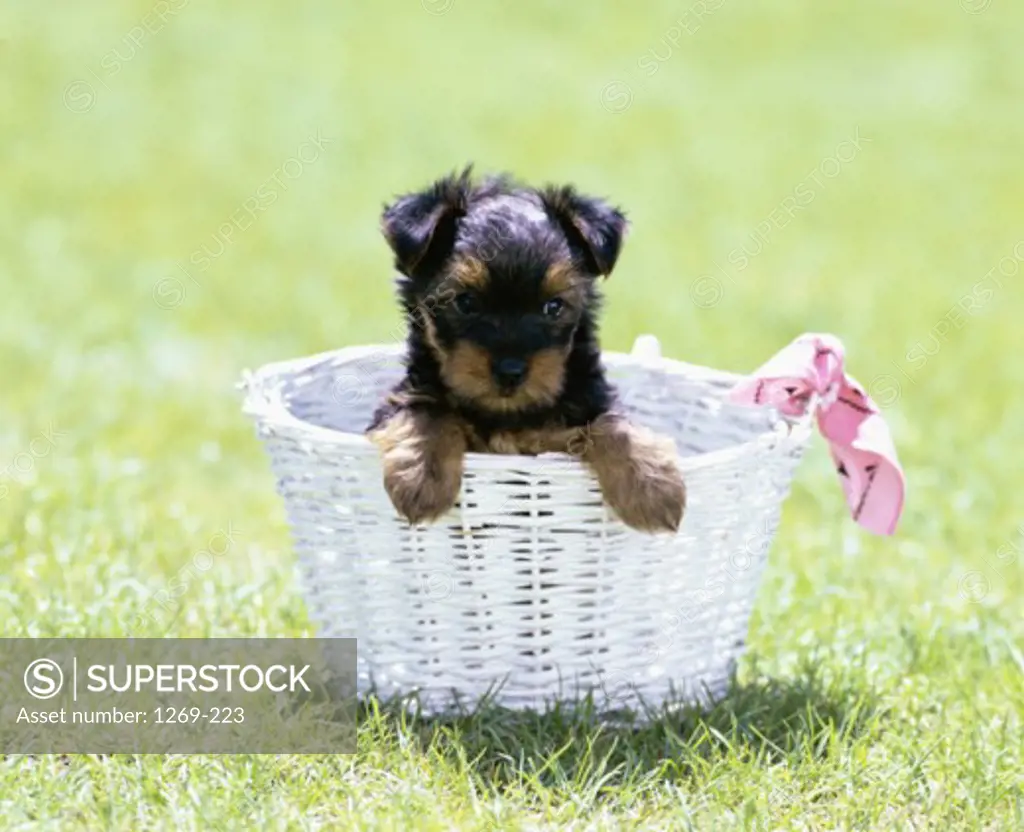 Portrait of a Yorkshire Terrier puppy sitting in a basket