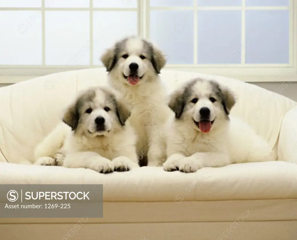 Portrait of three puppies sitting on a couch