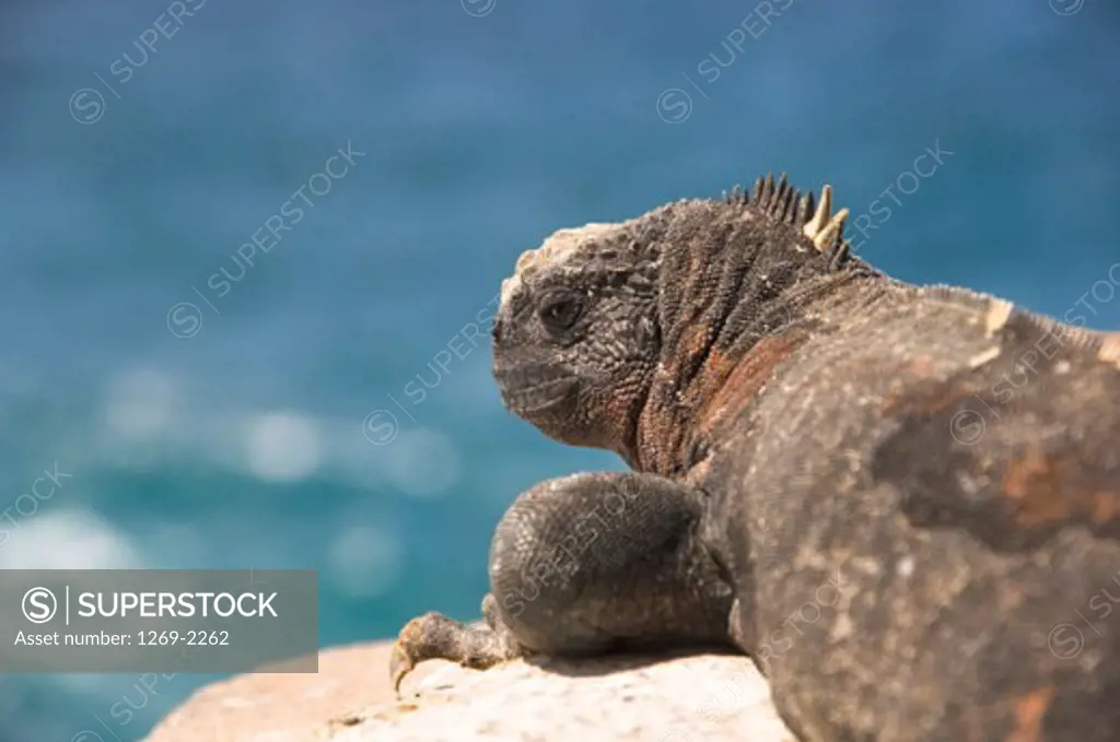 Close-up of a Marine Iguana on a rock, Espanola Island, Galapagos Islands, Ecuador (Amblyrhynchus cristatus)