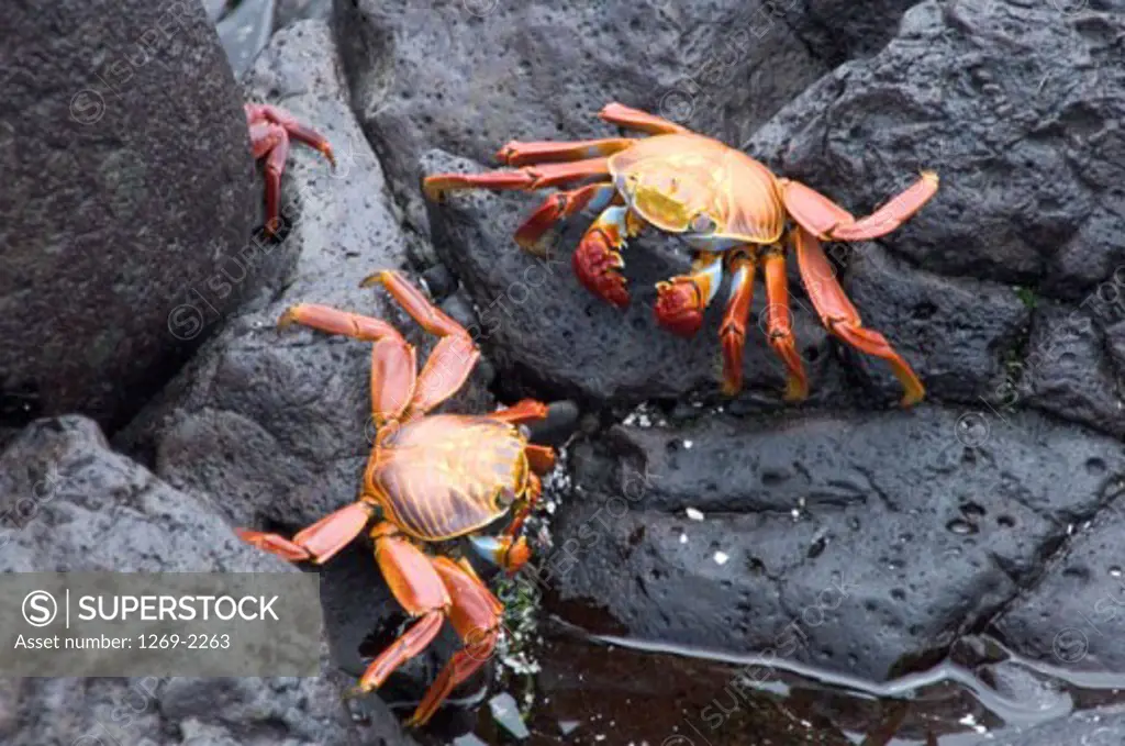 High angle view of two Sally Lightfoot Crabs on rocks, Espanola Island, Galapagos Islands, Ecuador (Grapsus grapsus)