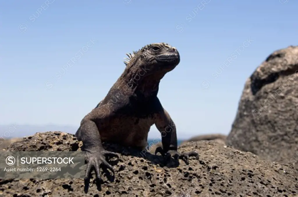 Close-up of a Marine Iguana on a rock, Espanola Island, Galapagos Islands, Ecuador (Amblyrhynchus cristatus)