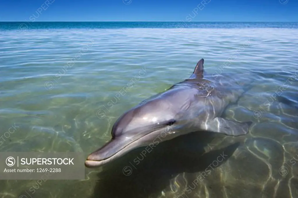 Dolphin swimming in water, Monkey Mia, Shark Bay, Western Australia, Australia
