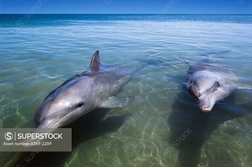 Two dolphins swimming in water, Monkey Mia, Shark Bay, Western Australia, Australia