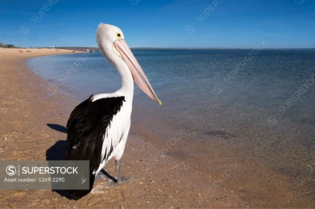 Pelican on the beach, Monkey Mia, Shark Bay, Western Australia, Australia