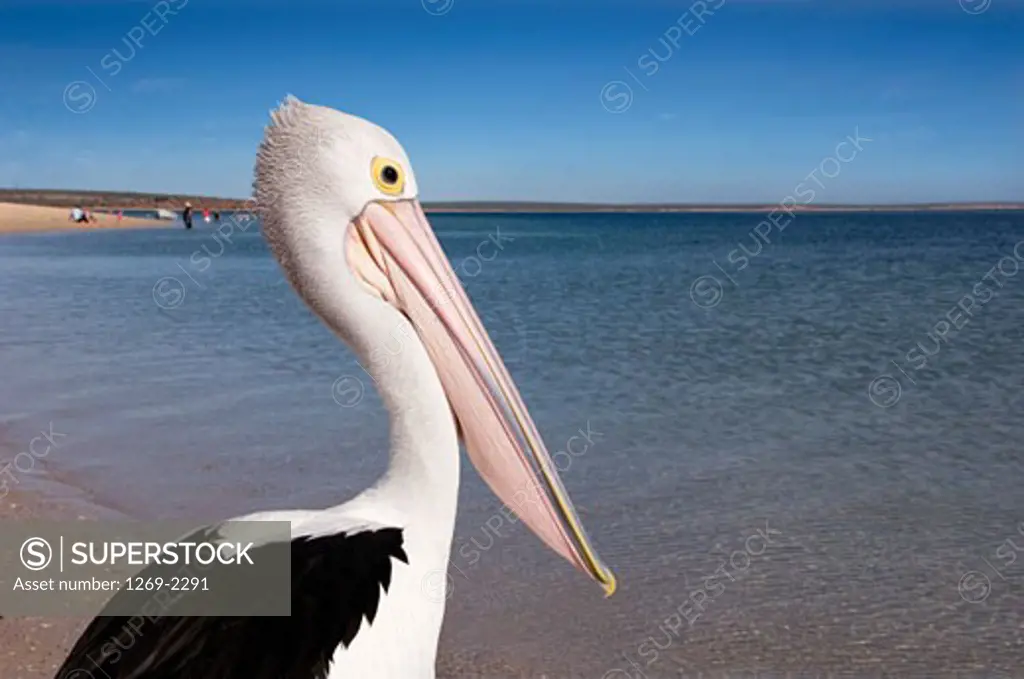 Pelican on the beach, Monkey Mia, Shark Bay, Western Australia, Australia