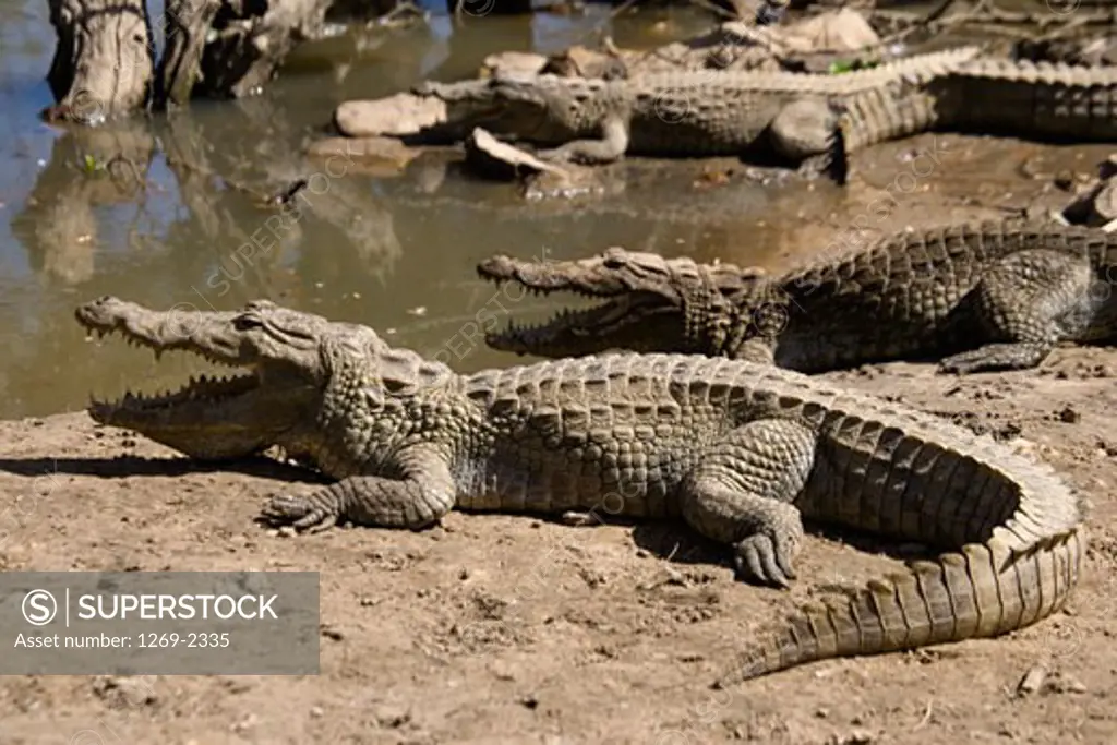 Crocodiles in a pond