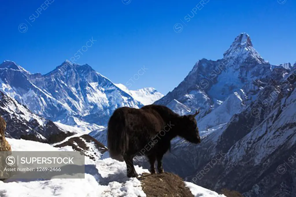 Yak (Bos grunniens) in a mountain range, Lhotse, Sagarmatha National Park, Khumbu, Nepal