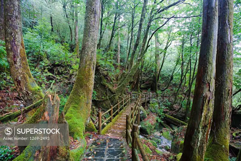 Footbridge in a forest, Yakusugi Forest, Yakushima Island, Kagoshima Prefecture, Japan
