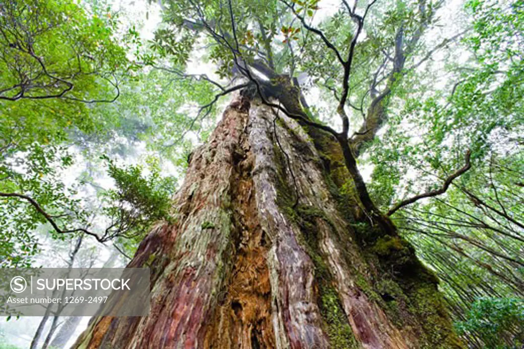 Low angle view of a Kigensugi cedar tree, Yakushima Island, Kagoshima Prefecture, Japan
