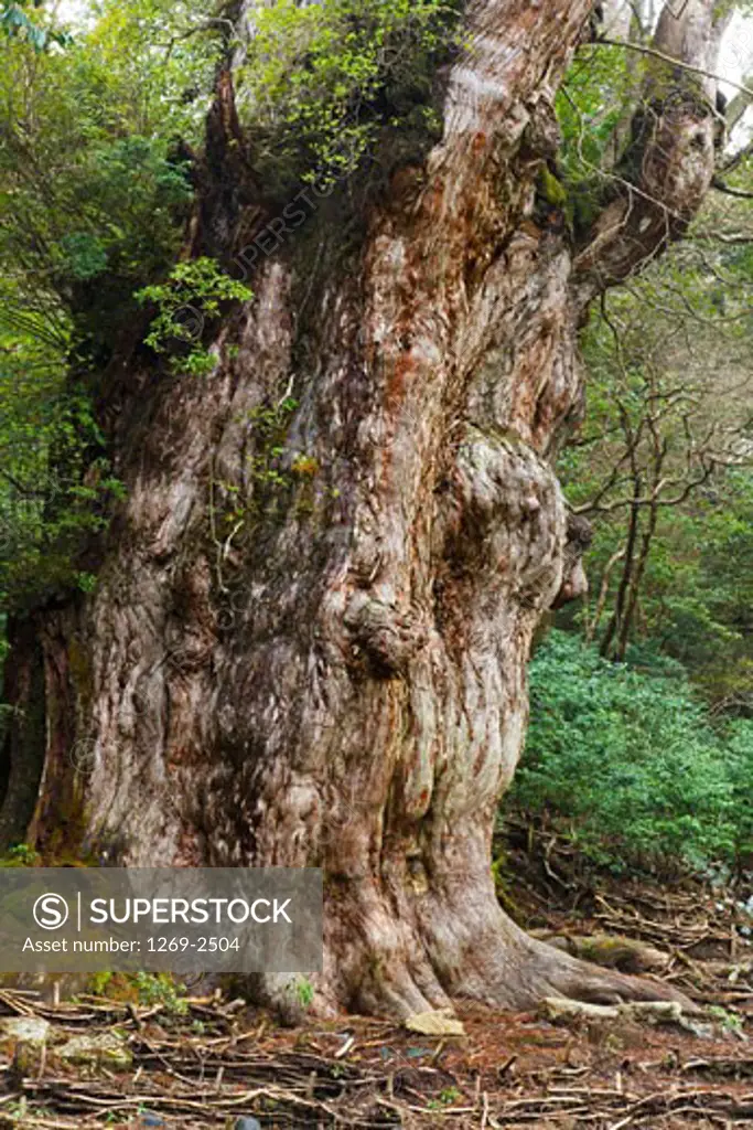 Jomonsugi cedar tree in a forest, Yakushima Island, Kagoshima Prefecture, Japan