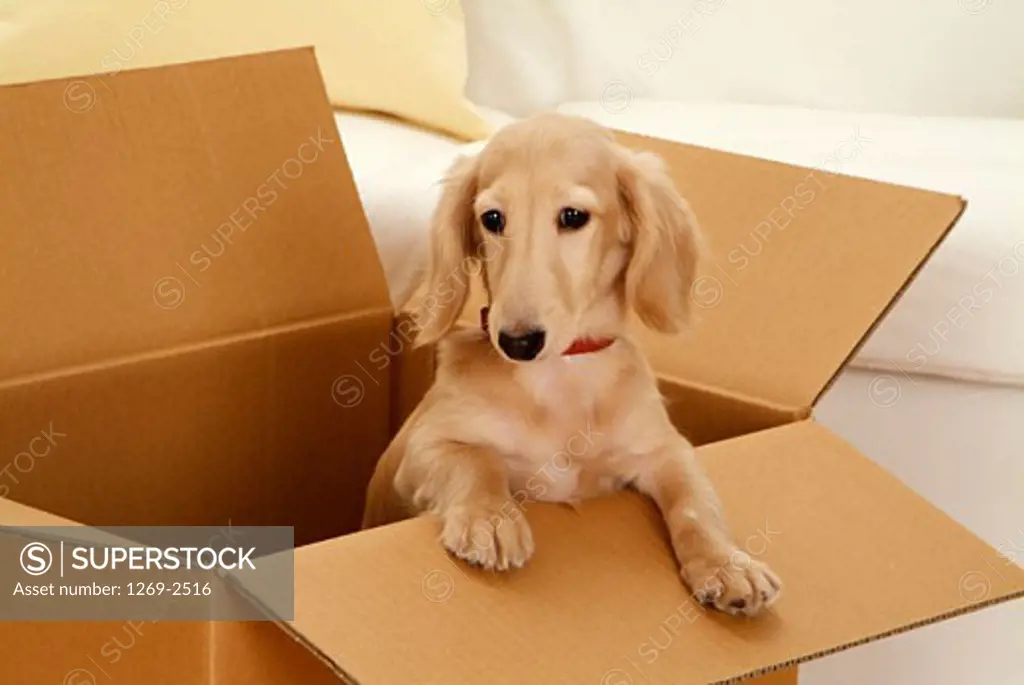 Dachshund puppy in a carton