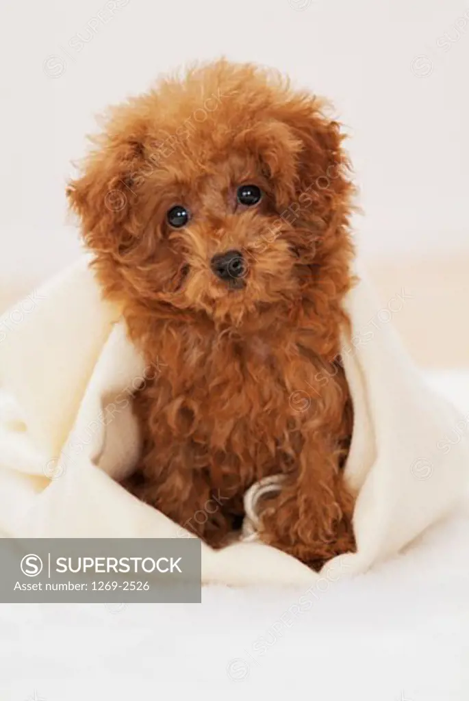 Close-up of a Toy poodle puppy under a blanket