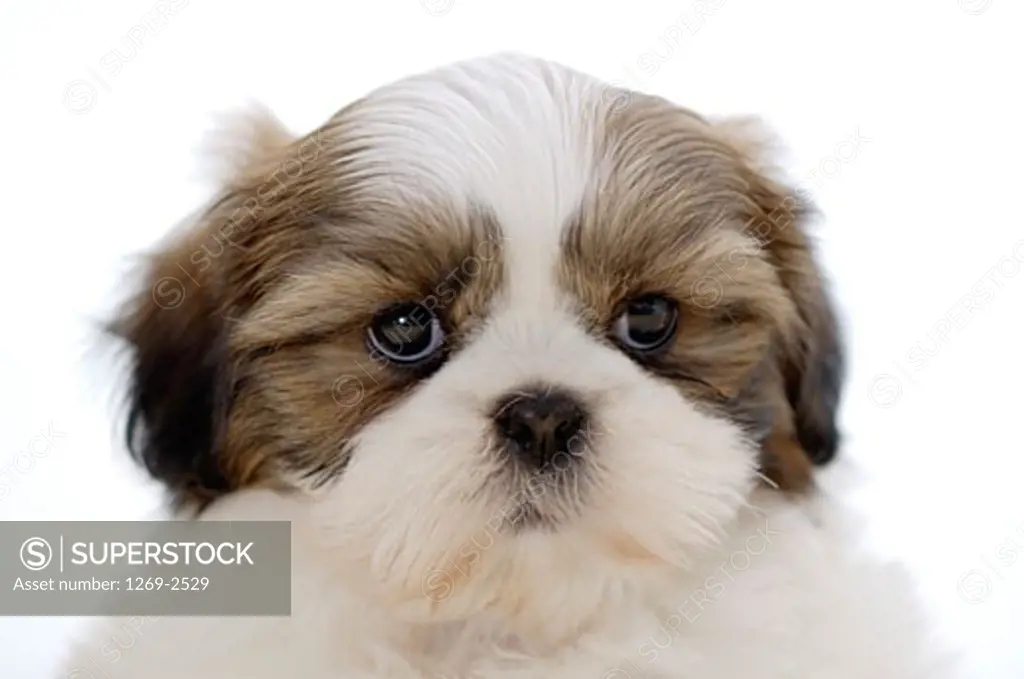 Close-up of a Shih Tzu puppy