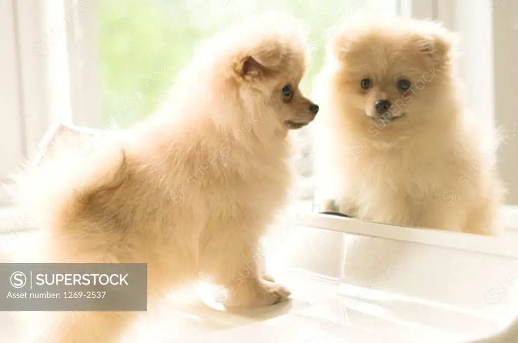 Close-up of a Pomeranian puppy standing in front of a mirror