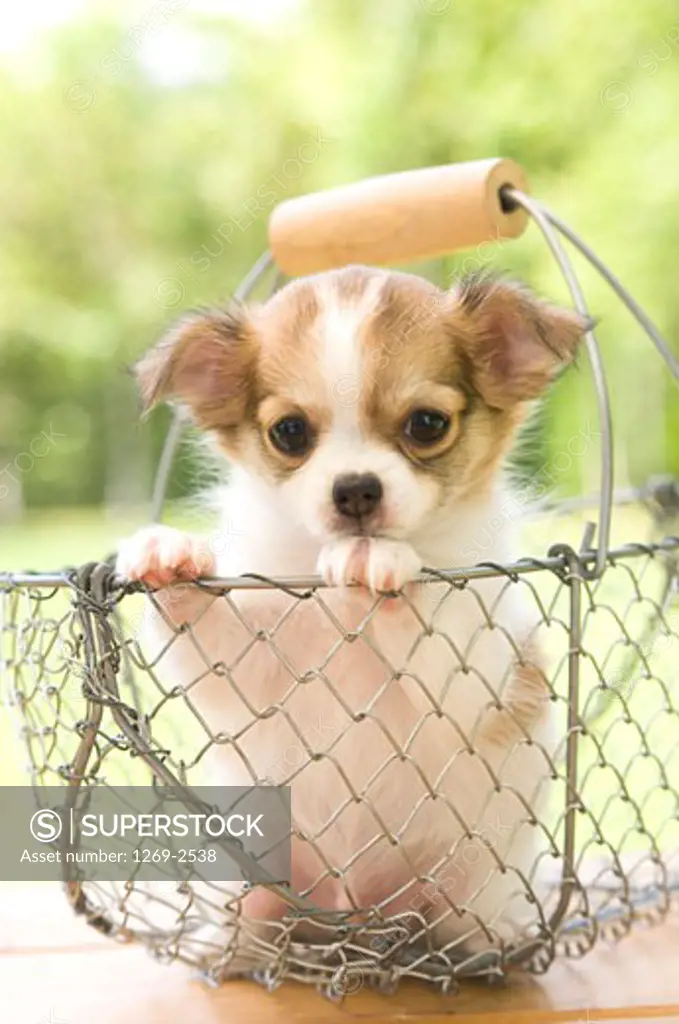 Chihuahua puppy in a basket