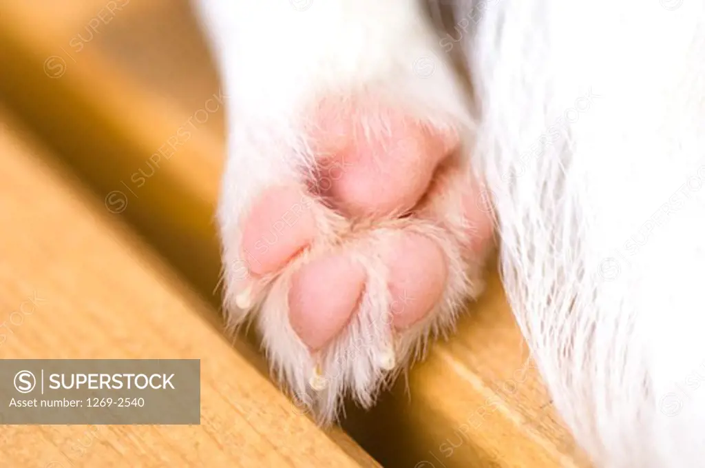 Close-up of a paw of a Chihuahua puppy