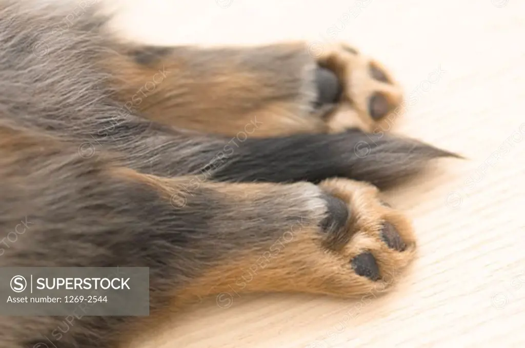 Close-up of a dachshund puppy's paws
