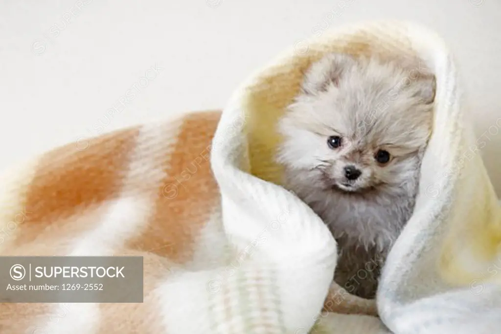 Close-up of a Pomeranian puppy under a blanket