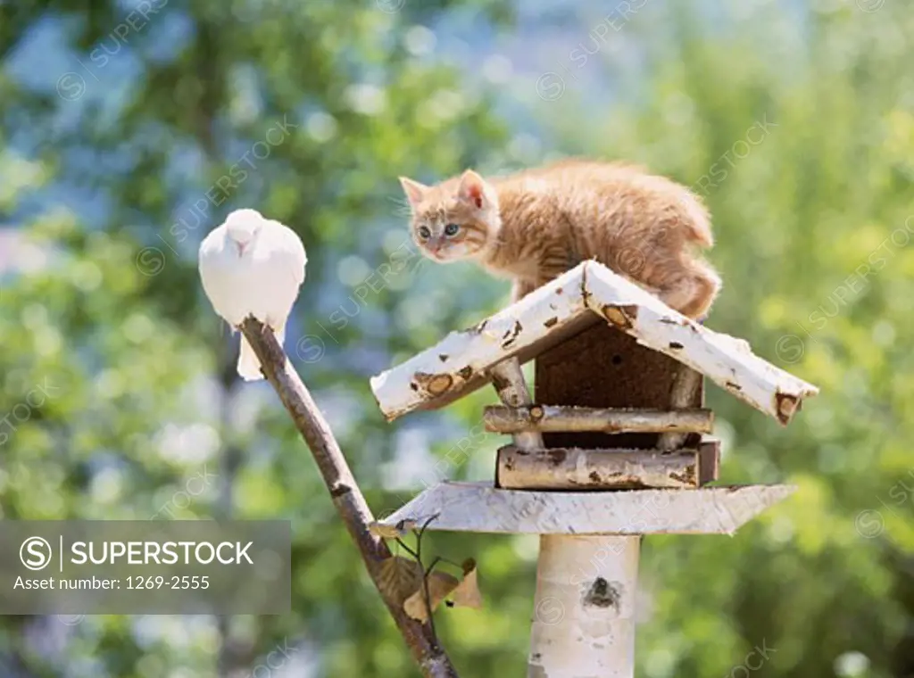 Kitten on a birdhouse and looking at a pigeon
