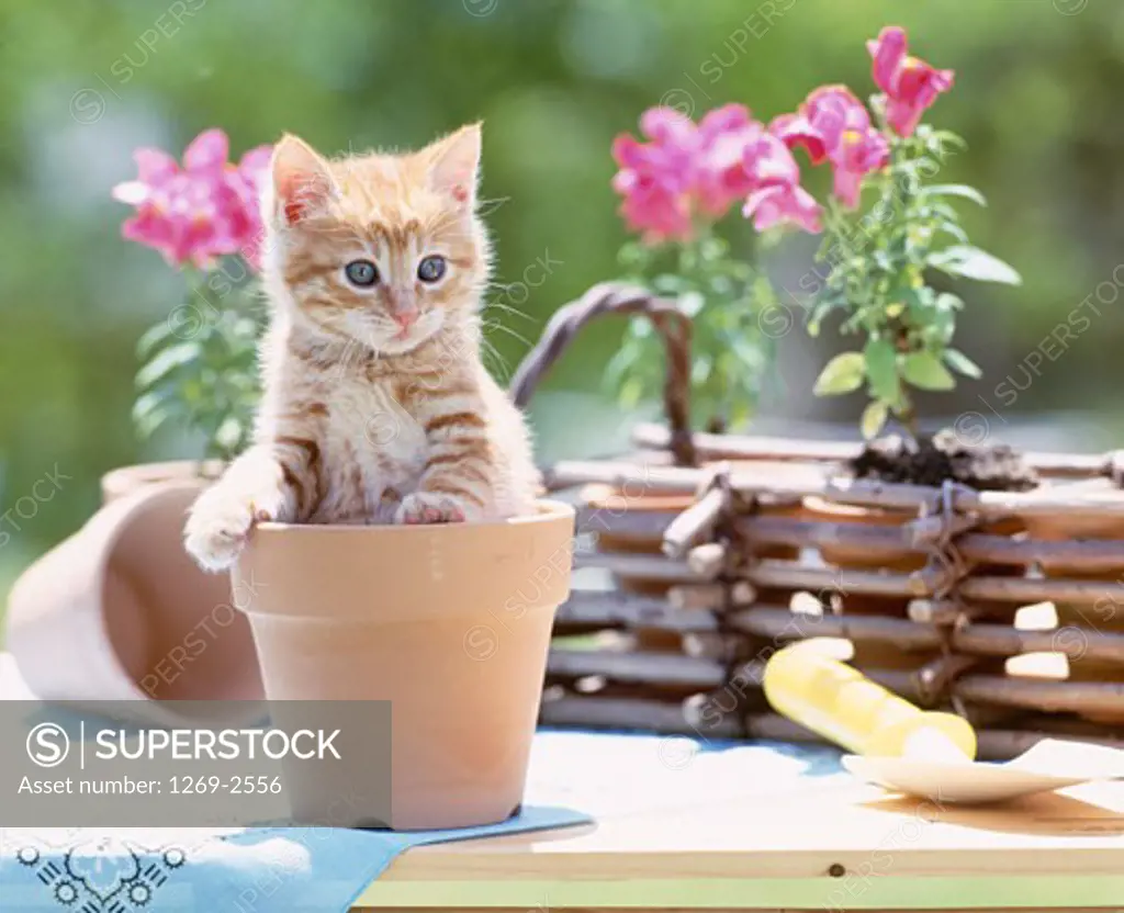 Kitten in a flower pot
