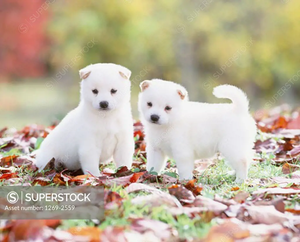 Two white Shiba Inu puppies in a park