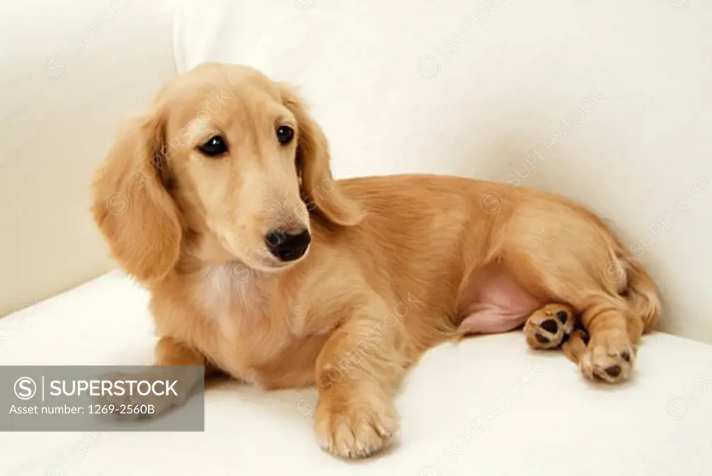 Close-up of a dachshund sitting on a couch