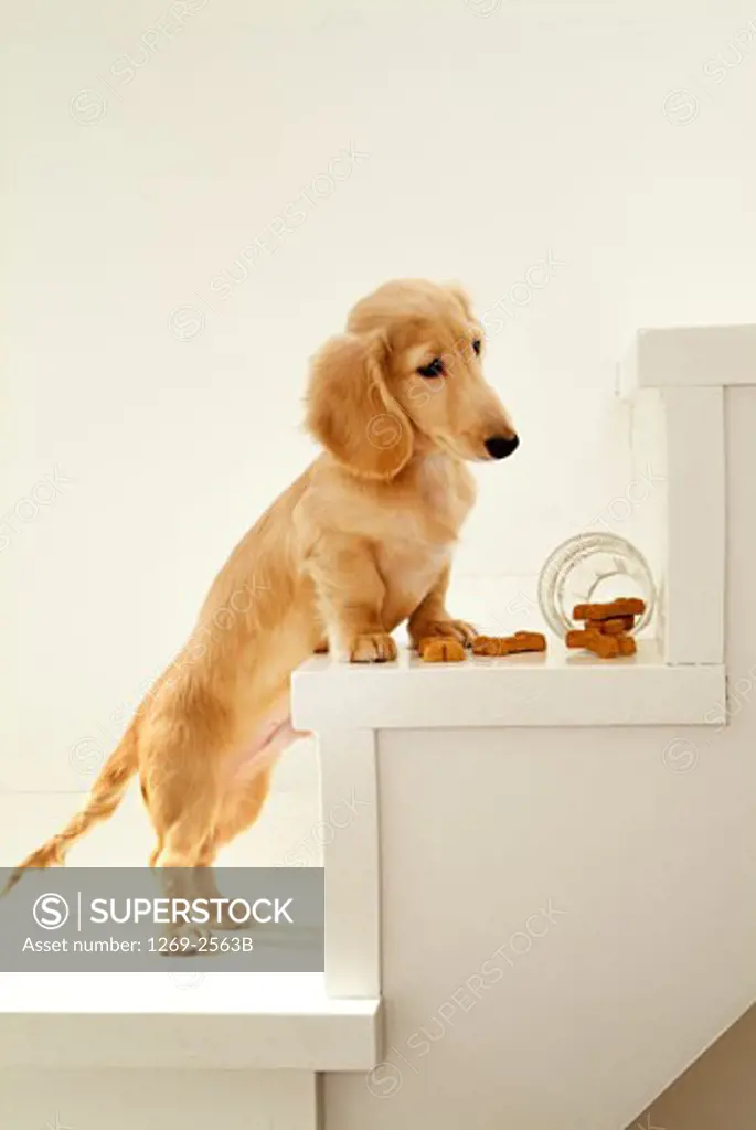 Dachshund puppy on the steps and looking at dog biscuits