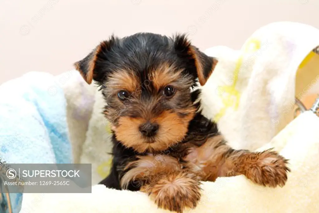 Close-up of a Yorkshire Terrier puppy in a laundry basket