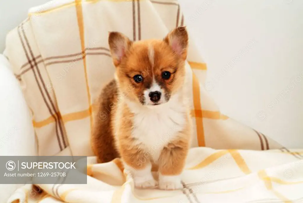 Close-up of a Pembroke Welsh Corgi puppy standing on a couch